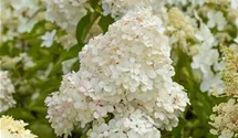 Rispenhortensie 'Vanille Fraise' ®