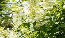 Rispenhortensie 'Vanille Fraise' ®
