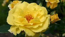 Strauchrose 'Lichtkönigin Lucia' ®