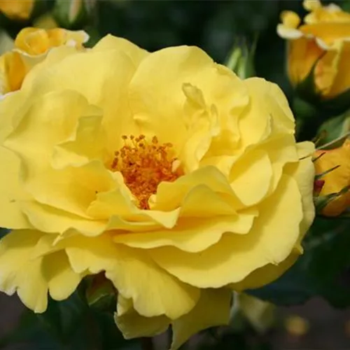 Rosa 'Lichtkönigin Lucia' -R- STR