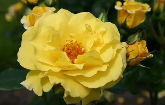 Rosa 'Lichtkönigin Lucia' -R- STR