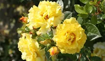 Strauchrose 'Lichtkönigin Lucia' ®