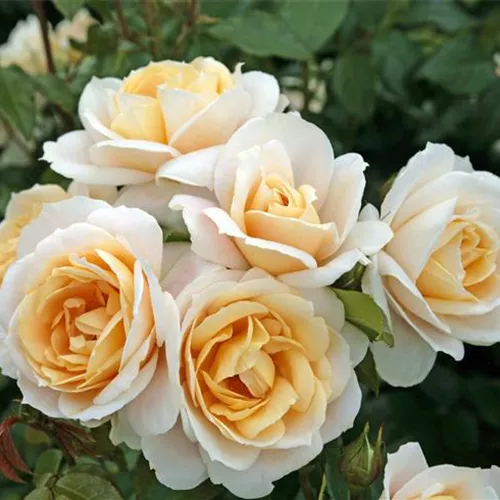 Rosa 'Lions-Rose' -R- BT