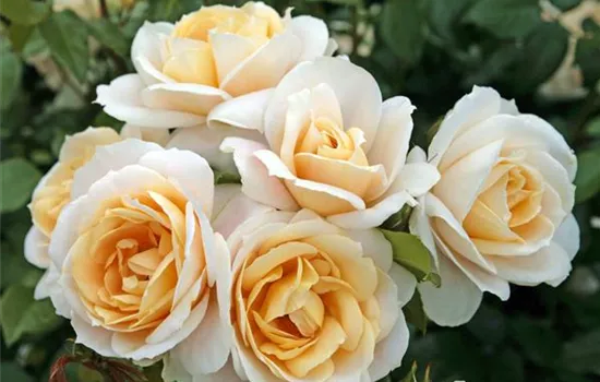 Rosa 'Lions-Rose' -R- BT