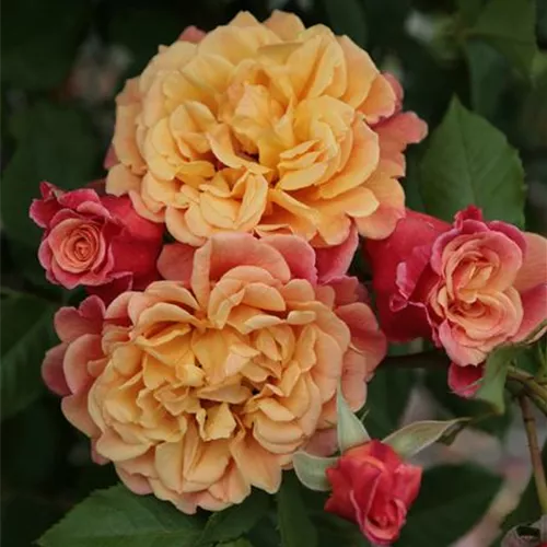 Rosa 'Aloha' -R- KL