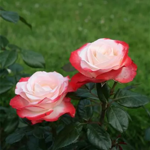 Rosa 'Nostalgie' -R- TH