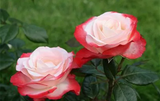 Rosa 'Nostalgie' -R- TH