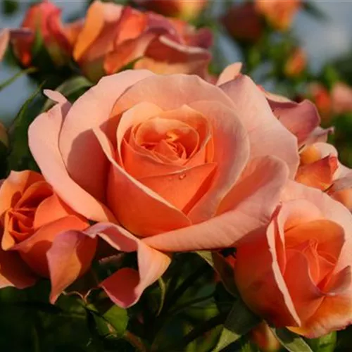 Rosa 'Aprikola' -R- BT