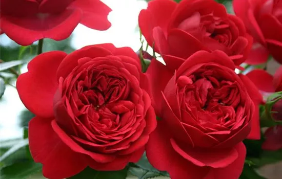 Rosa 'Out of Rosenheim' -R- BT