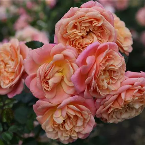 Rosa 'Peach Melba' -R- KL