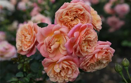 Rosa 'Peach Melba' -R- KL