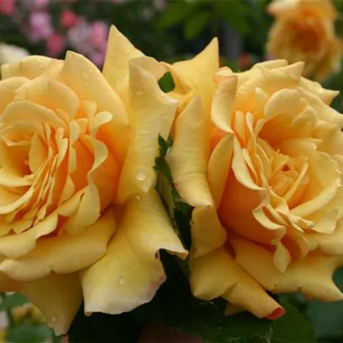 Rosa 'Postillion' -R- STR