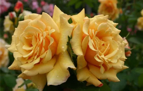 Rosa 'Postillion' -R- STR