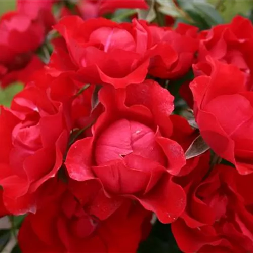 Rosa 'Black Forest Rose' -R- BT