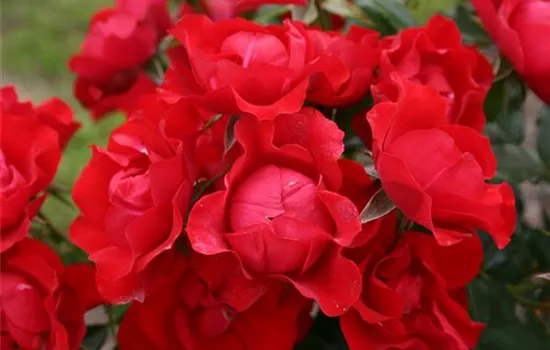 Rosa 'Black Forest Rose' -R- BT