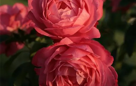 Rosa 'Rosanna' -R- KL