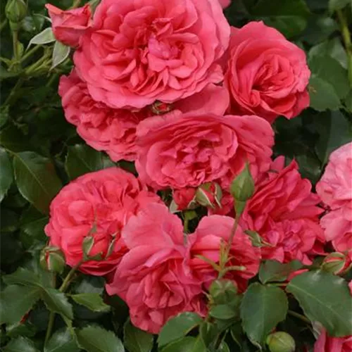 Rosa 'Rosarium Uetersen' -R- KL