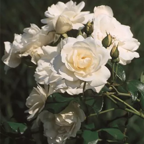 Rosa 'Schneewittchen' -R- STR