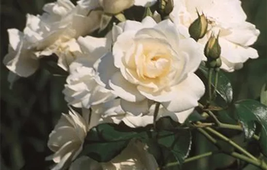 Rosa 'Schneewittchen' -R- STR