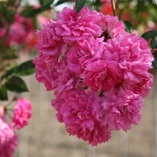 Rosa 'Super Dorothy' -R- KL