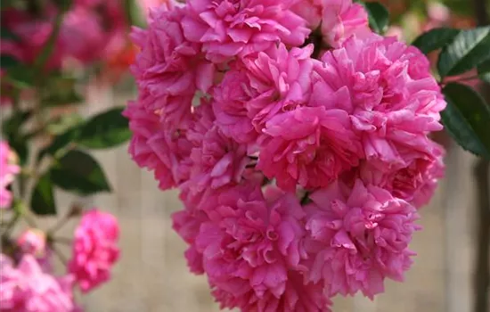 Rosa 'Super Dorothy' -R- KL