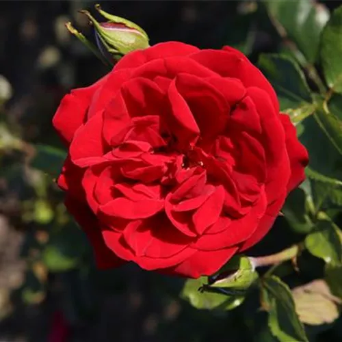 Rosa 'Ulmer Münster' -R- STR