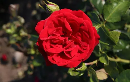Rosa 'Ulmer Münster' -R- STR