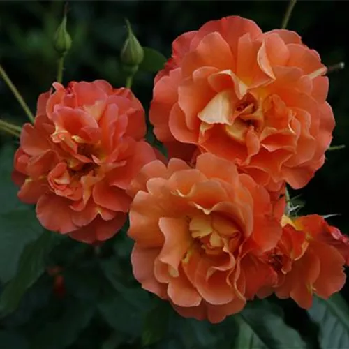 Rosa 'Westerland' -R- STR