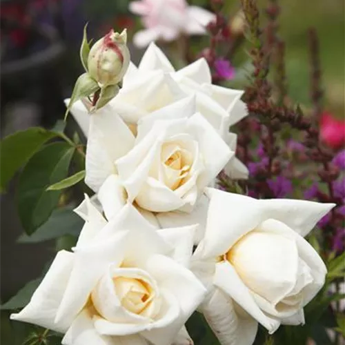 Rosa 'Ilse Krohn Superior' -R- KL