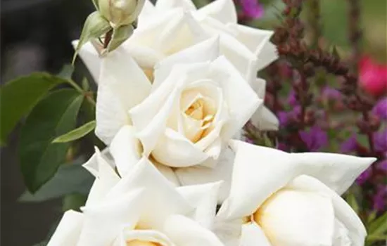 Rosa 'Ilse Krohn Superior' -R- KL