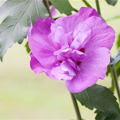 Hibiscus syriacus 'Purple Ruffles'