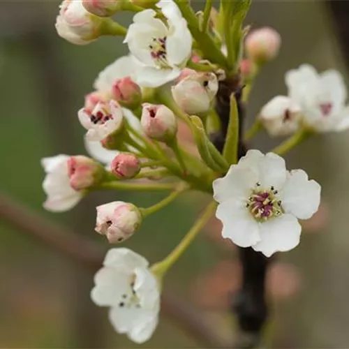 Pyrus calleryana 'Chanticleer'