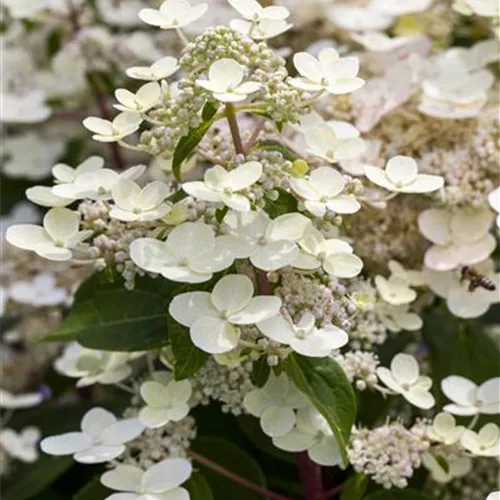 Hydrangea panic. 'Confetti'