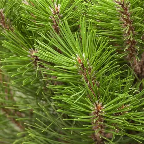 Pinus nigra 'Kleiner Turm'