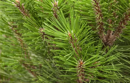 Pinus nigra 'Kleiner Turm'
