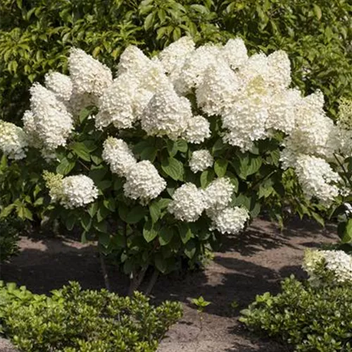 Hydrangea panic. 'Silver Dollar'