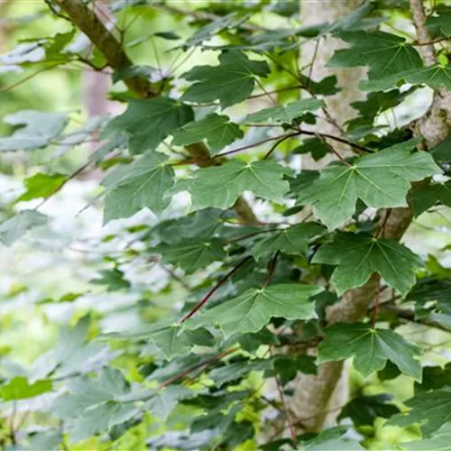 Acer cappadocicum 'Rubrum'