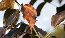 Eisenbaum 'Vanessa'
