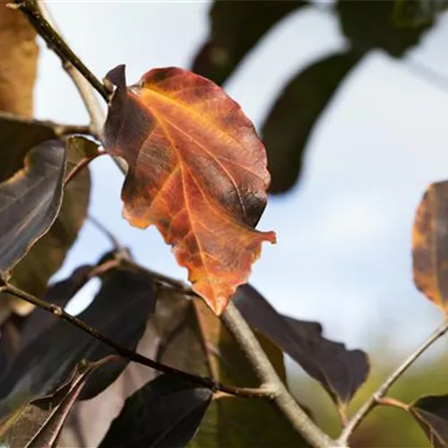 Parrotia persica 'Vanessa'