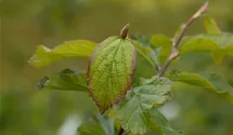 Eisenbaum 'Vanessa'
