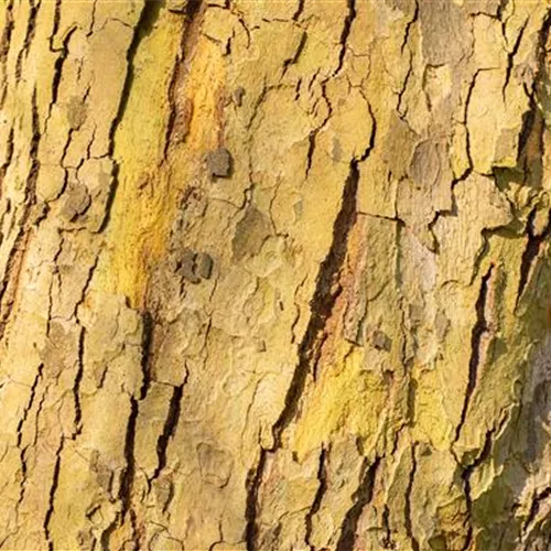 Platanus hispanica 'Alphens Globe'