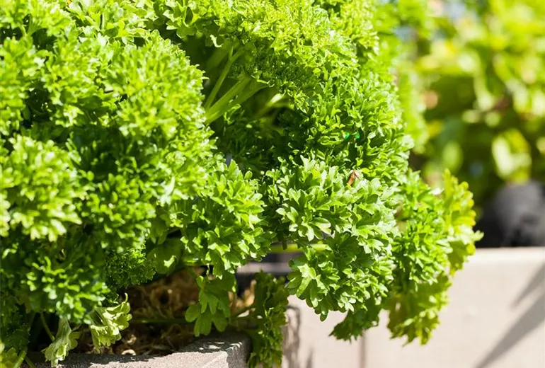 Petroselinum crispum