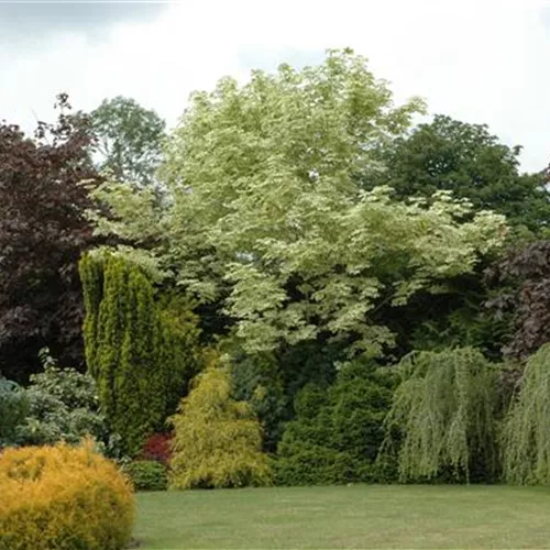 Acer platanoides 'Drummondii'