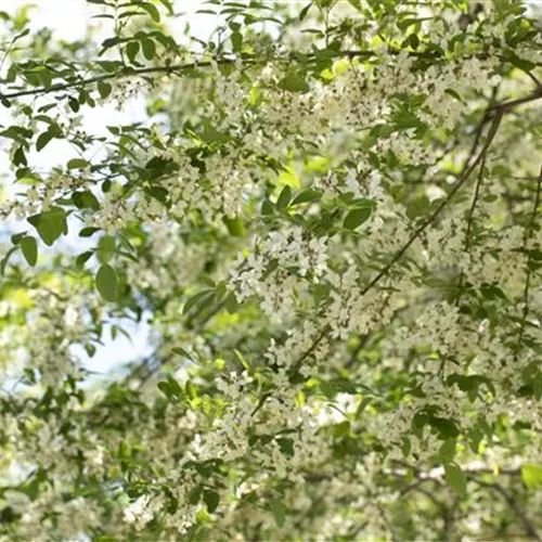 Robinia pseudoac.'Unifoliola'