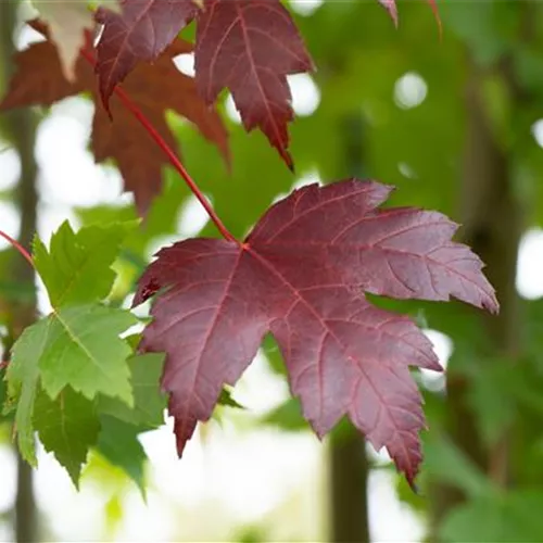 Acer platanoides 'Royal Red'