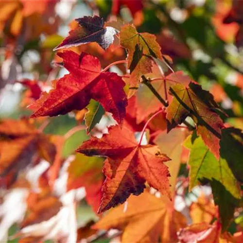 Acer rubrum 'Brandywine'