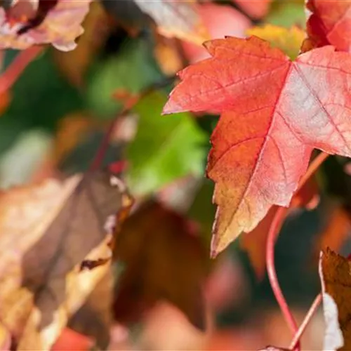 Acer rubrum 'Summer Red'
