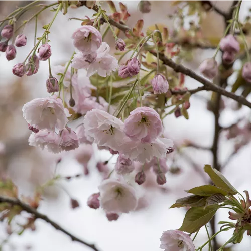 Prunus serrulata 'Shirofugen'