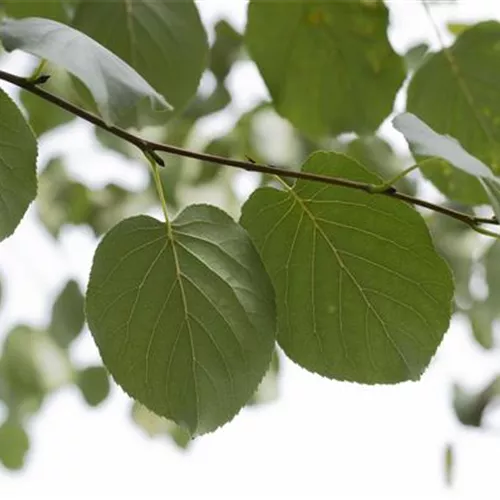Alnus cordata