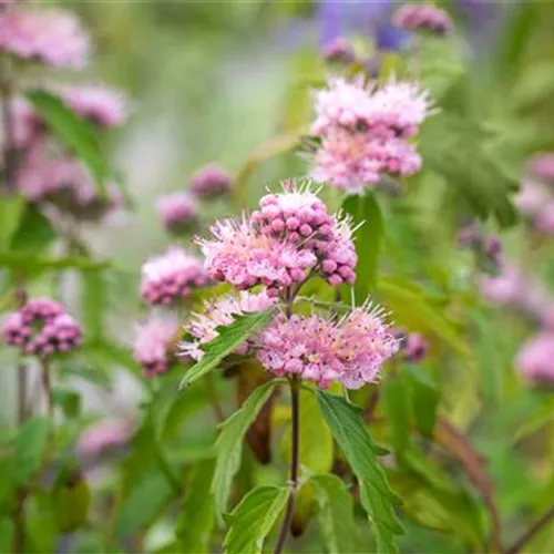 Caryopteris clandonensis 'Pink Perfection' ®